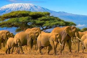 De Nairóbi: excursão de 3 dias a Amboseli