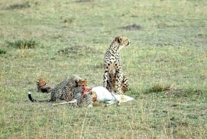 De Nairóbi: excursão de 3 dias a Amboseli