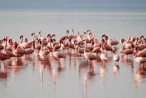 De Nairóbi: excursão de 3 dias a Amboseli