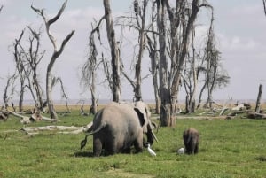 De Nairóbi: excursão de 3 dias a Amboseli