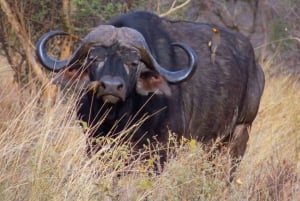 De Nairóbi: excursão de 3 dias a Amboseli