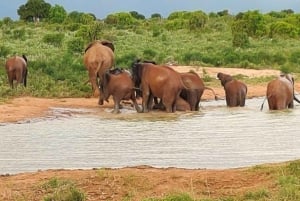 De Nairóbi: excursão de 3 dias a Amboseli
