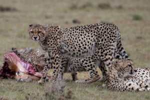 De Nairóbi: excursão de 3 dias a Amboseli