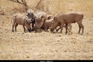 De Nairóbi: excursão de 3 dias a Amboseli