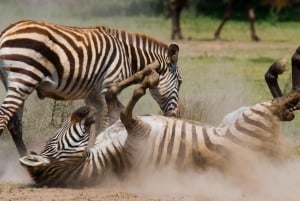 De Nairóbi: excursão de 3 dias a Amboseli