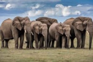 De Nairóbi: excursão de 3 dias a Amboseli