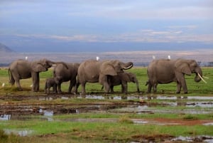 De Nairóbi: excursão de 3 dias a Amboseli