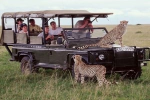 De Nairóbi: excursão de 3 dias a Amboseli