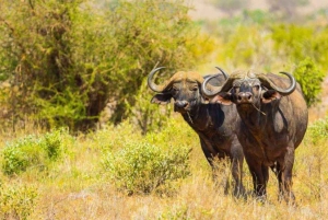 De Nairóbi: excursão de 3 dias a Amboseli
