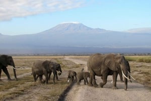 De Nairóbi: excursão de 3 dias a Amboseli