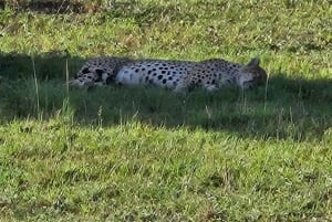 De Nairóbi: excursão de 3 dias a Amboseli
