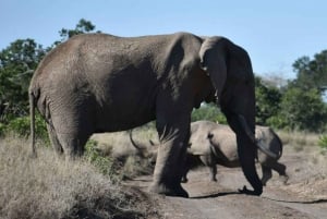 De Nairóbi: excursão de 3 dias a Amboseli