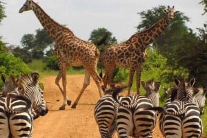 De Nairóbi: excursão de 3 dias a Amboseli