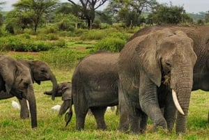 De Nairóbi: excursão de 3 dias a Amboseli
