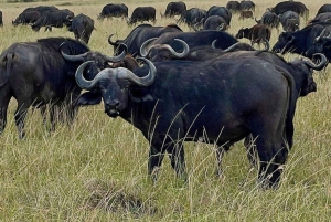 De Nairóbi: excursão de 3 dias a Amboseli