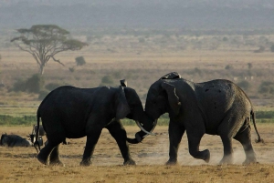 De Nairóbi: excursão de 3 dias a Amboseli