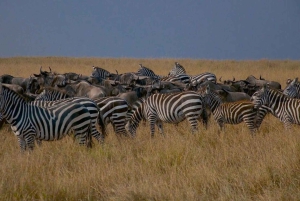 De Nairóbi: excursão de 3 dias a Amboseli