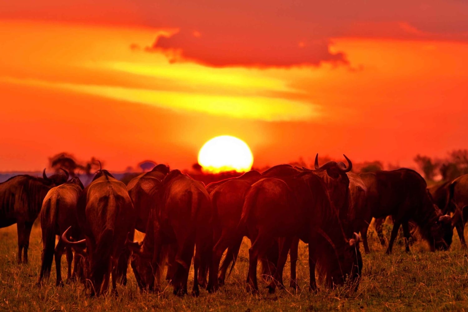 From Nairobi: 3 - Days Maasai Mara Group Safari by 4WD