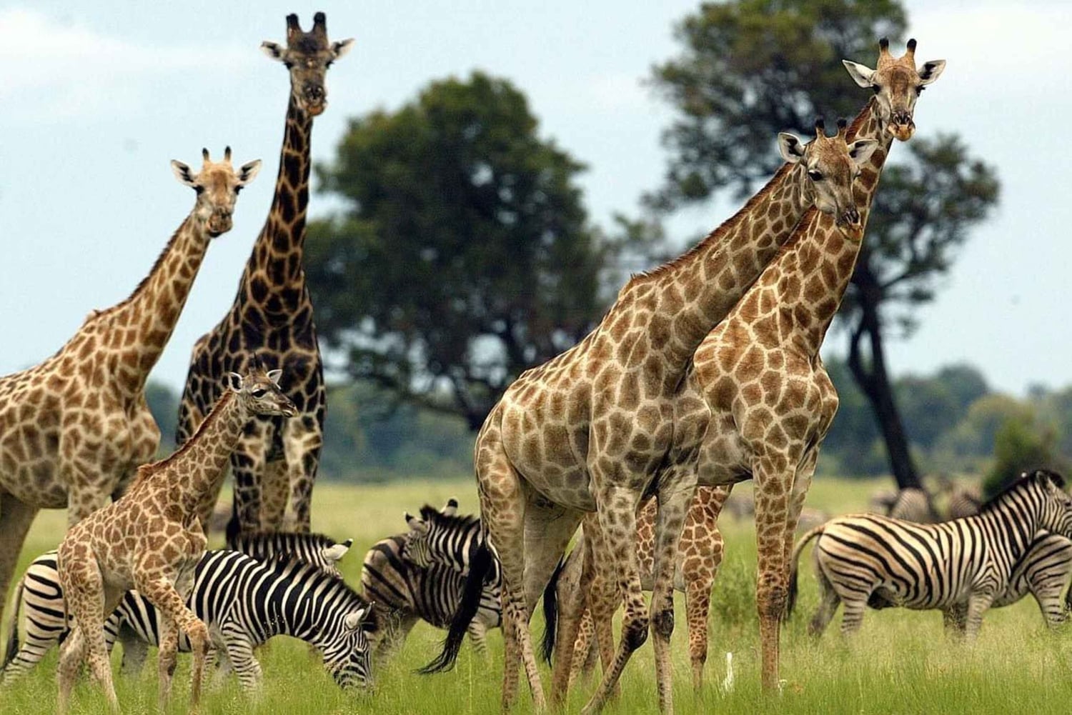 From Nairobi: 3 - Days Maasai Mara Group Safari by 4WD