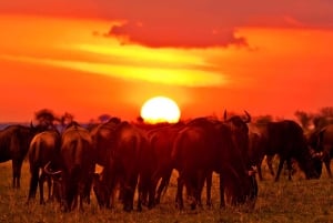 From Nairobi: 3 - Days Maasai Mara Group Safari by 4WD