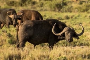 From Nairobi: 3 - Days Maasai Mara Group Safari by 4WD