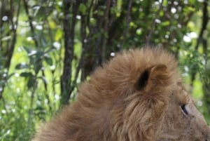 From Nairobi: 3 - Days Maasai Mara Group Safari by 4WD