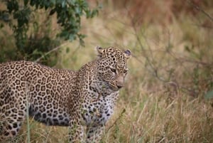 From Nairobi: 3 - Days Maasai Mara Group Safari by 4WD