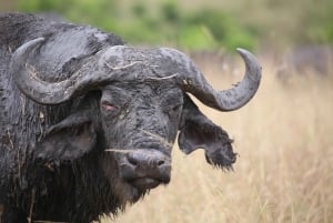 From Nairobi: 3 - Days Maasai Mara Group Safari by 4WD