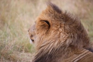 From Nairobi: 3 - Days Maasai Mara Group Safari by 4WD