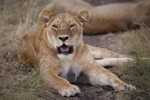 From Nairobi: 3 - Days Maasai Mara Group Safari by 4WD