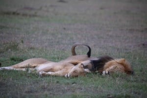 From Nairobi: 3 - Days Maasai Mara Group Safari by 4WD
