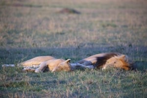 From Nairobi: 3 - Days Maasai Mara Group Safari by 4WD