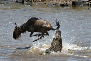 From Nairobi :3 days 2 nights Masai Mara Group 4WD Safari