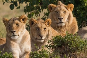 From Nairobi :3 days 2 nights Masai Mara Group 4WD Safari