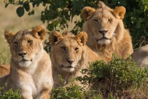 Nairobista Masai Maraan: 3 päivän Masai Mara budjettisafari