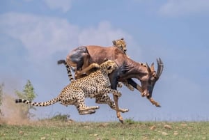 From Nairobi :3 days 2 nights Masai Mara Group 4WD Safari