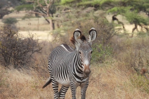 From Nairobi: 3 Days Samburu Wildlife Safari
