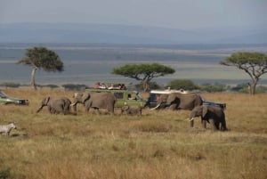 Из Найроби: 4-дневное сафари в Амбосели и Цаво с проживанием