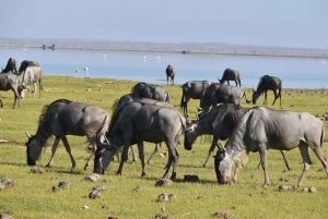 Nairobista: 4 päivän safari Amboseli Tsavo West & East -alueille