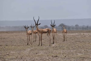 Nairobista: 4 päivän safari Amboseli Tsavo West & East -alueille