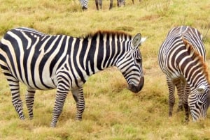 From Nairobi: 4 Days Amboseli & Masai Mara Safari