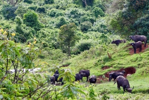 A partir de Nairobi: Experiência ecológica de 5 dias no centro do Quénia
