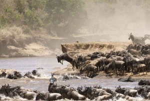 Nairobista: 7-päiväinen Kenian safarimatka aterioineen ja kuljetuksineen