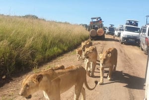 Z Nairobi: 7-dniowe safari w Masai Mara, Nakuru i Amboseli