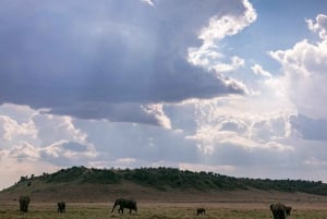 Fra Nairobi: 7-dages Masai Mara, Nakuru og Amboseli Safari