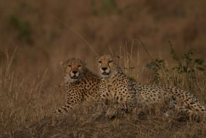 Fra Nairobi: 7-dages Masai Mara, Nakuru og Amboseli Safari