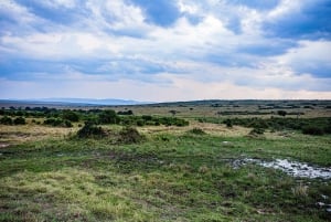 Från Nairobi: 7-dagars Masai Mara, Nakuru och Amboseli Safari