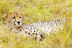 Vanuit Nairobi: 7-daagse safari van Masai Mara, Nakuru en Amboseli