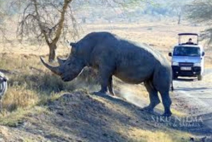 From Nairobi: 7 Days Masai Mara, Nakuru, and Amboseli Safari