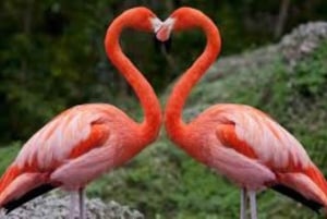 From Nairobi: 7 Days Masai Mara, Nakuru, and Amboseli Safari